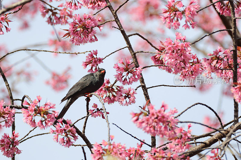 鹎鸟:成年黑鹎(Hypsipetes leucocephalus)，又称喜马拉雅黑鹎或亚洲黑鹎。